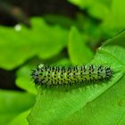 Eine Raupe oder eine Larve?