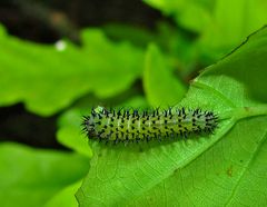 Eine Raupe oder eine Larve?