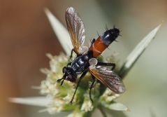 eine Raupenfliege