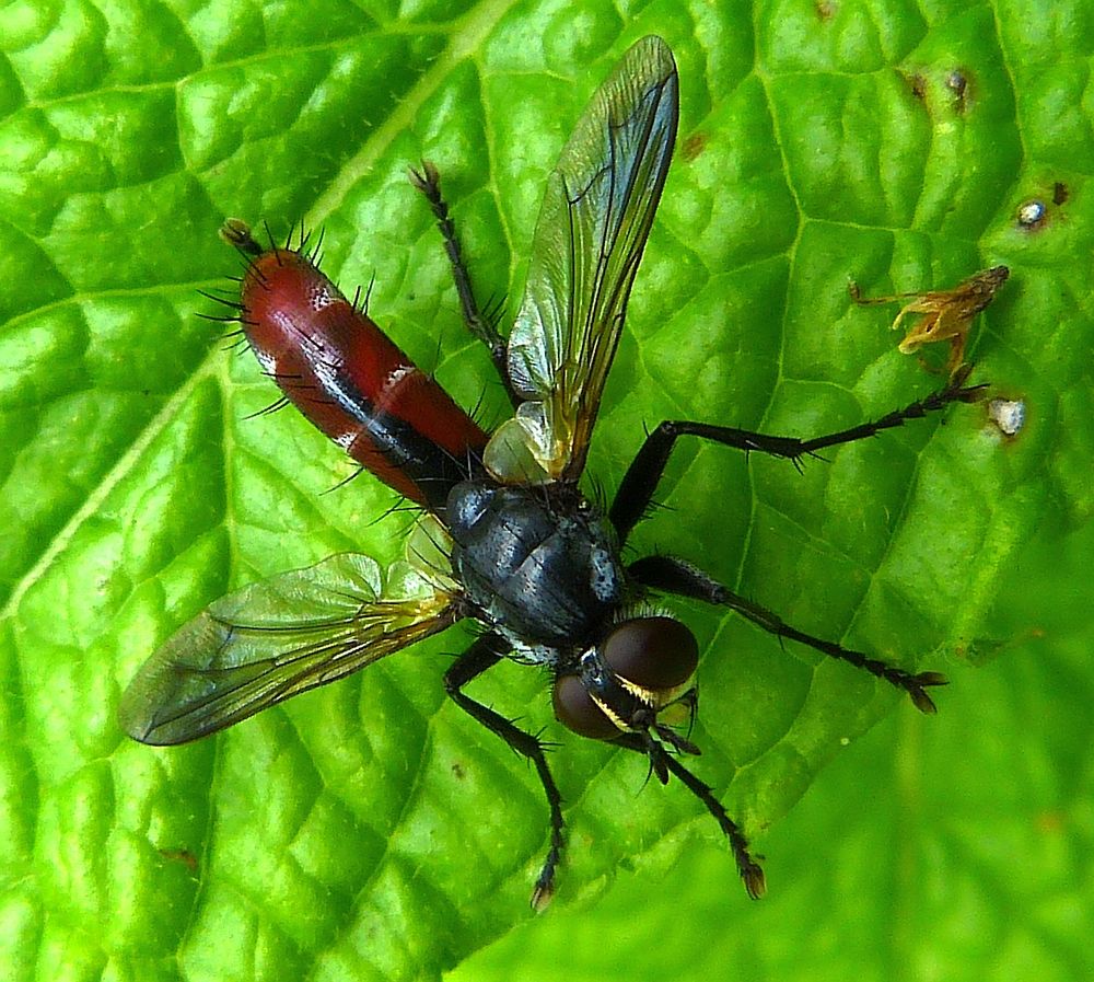 ~* Eine Raupenfliege (Cylindromyia bicolor) *~