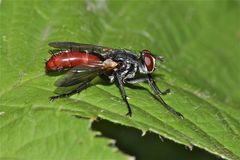 Eine Raupenfliege (Fam. Tachinidae): Cylindromyia bicolor