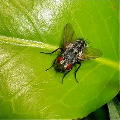 Eine Raupenfliege (Fam. Tachinidae) - gegen Jahresende werden sie seltener