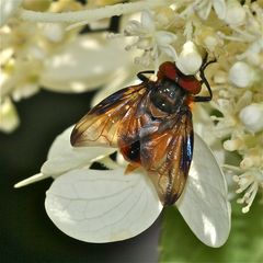 Eine Raupenfliege (Fam. Tachinidae): Phasia hemiptera