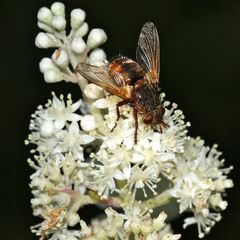 Eine Raupenfliege (Fam. Tachinidae): Tachina sp.?