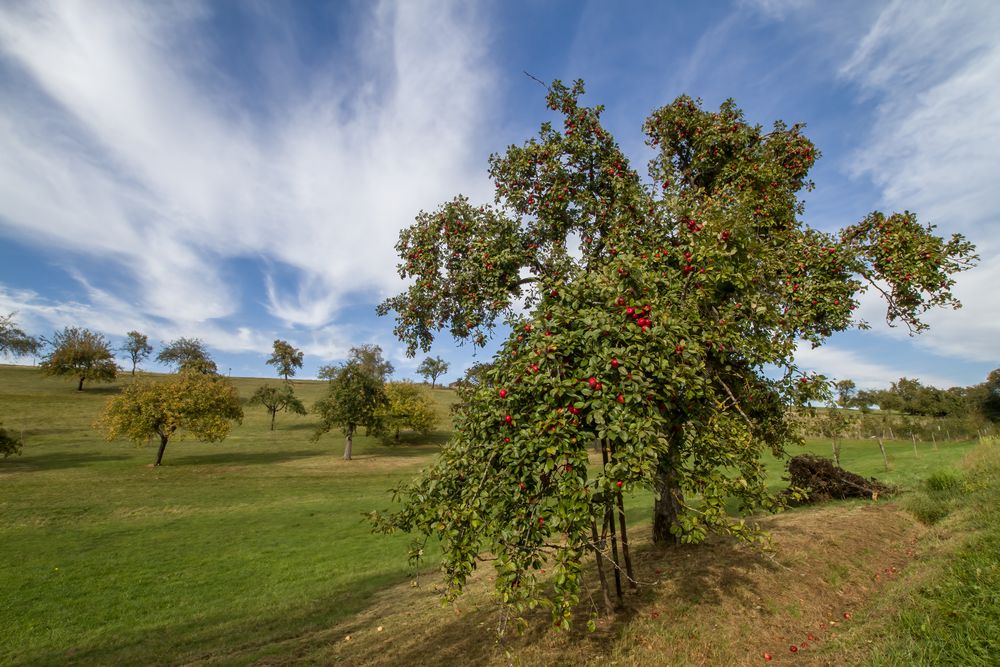 Eine Reiche Ernte