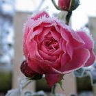 Eine "Reif" Rose