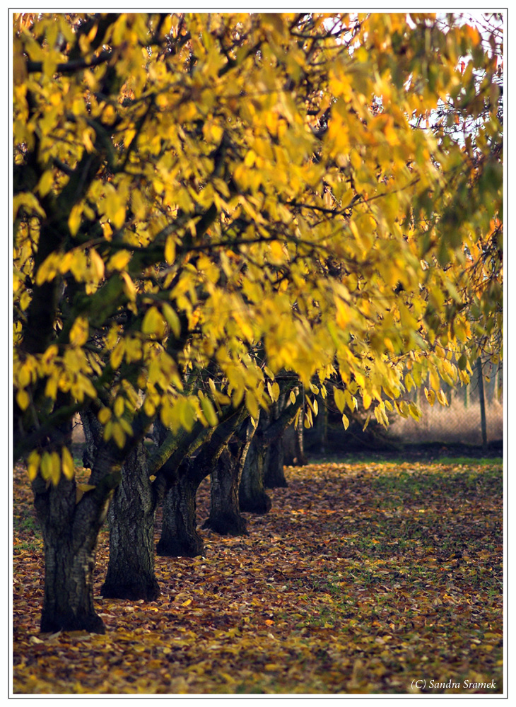 eine Reihe Bäume an einem Herbsttag