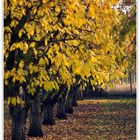 eine Reihe Bäume an einem Herbsttag