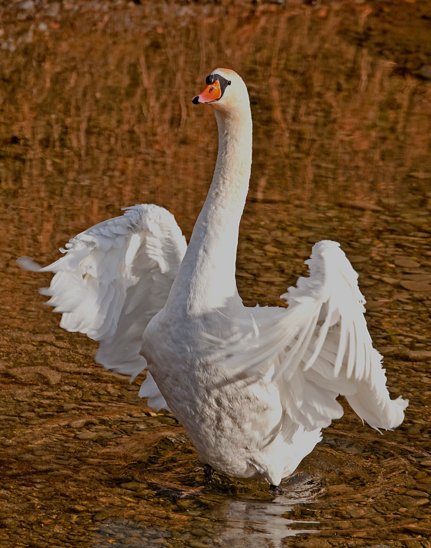 eine reine Weste...