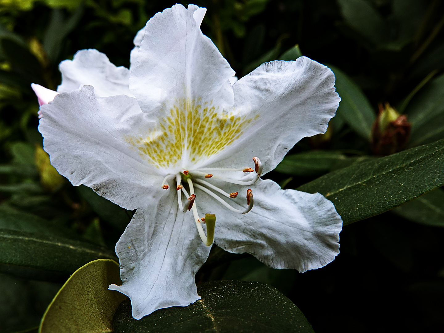 eine reizvolle Blüte