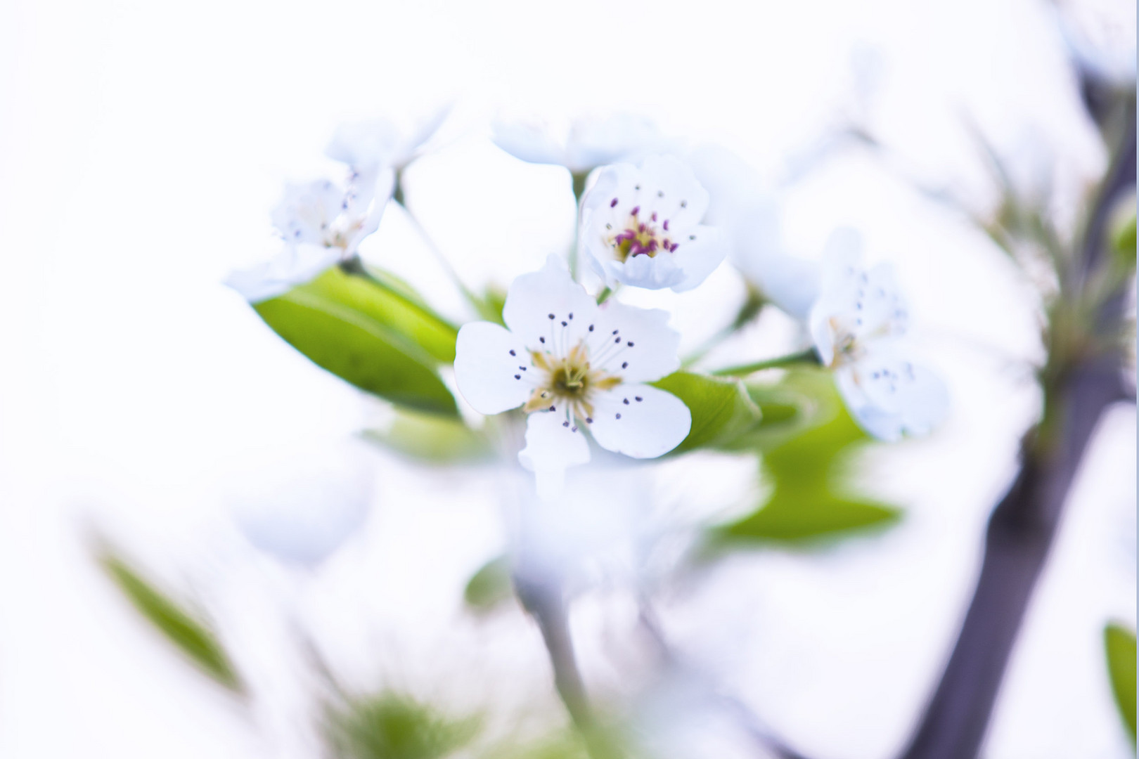 Eine Reminiszenz an den Frühling