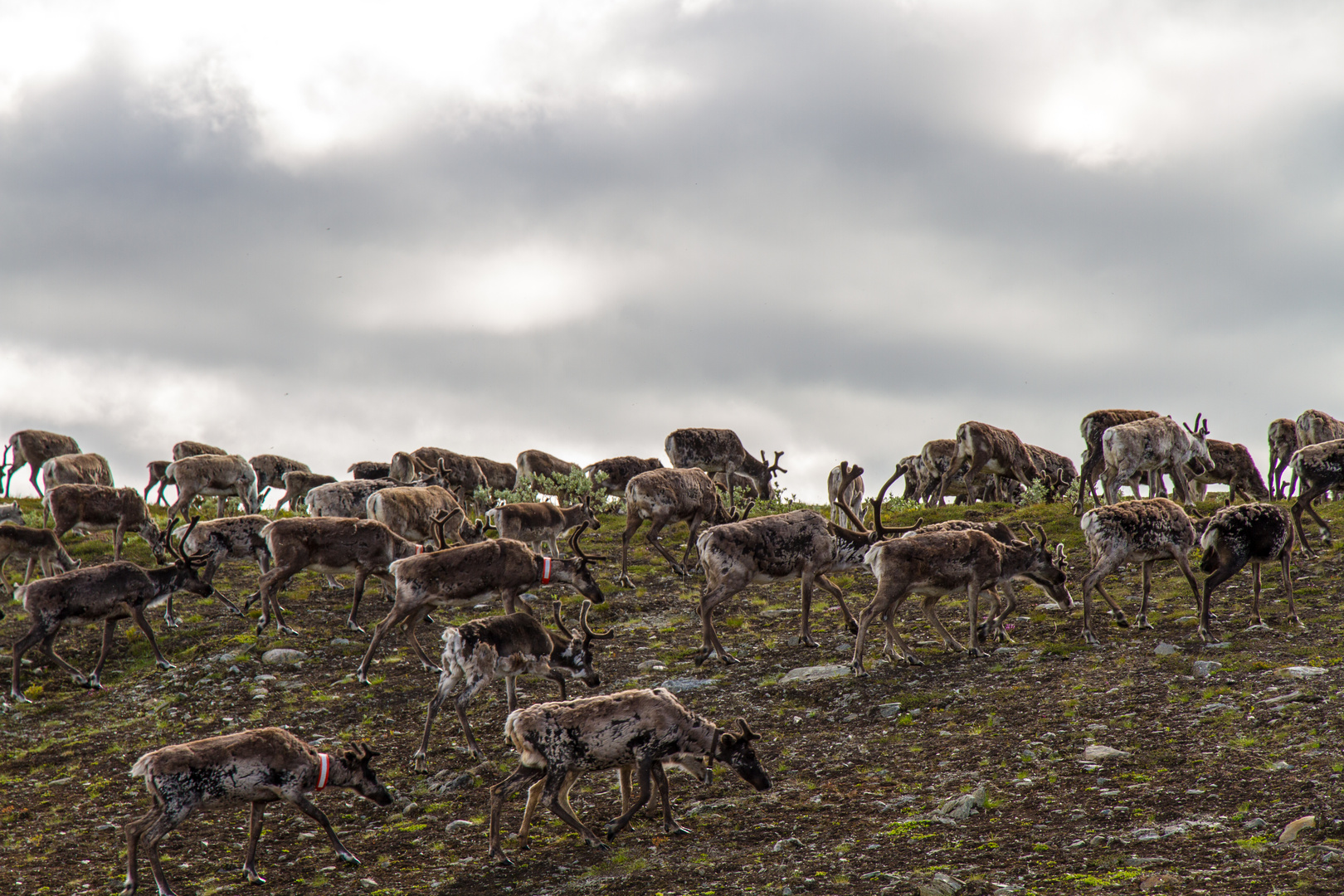 Eine Rentierherde im schwedischen Jämtland