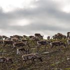 Eine Rentierherde im schwedischen Jämtland