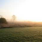 Eine Rheinwiese bei Stromkilometer 600