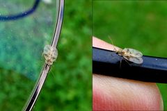 Eine Rhododendron-Netzwanze