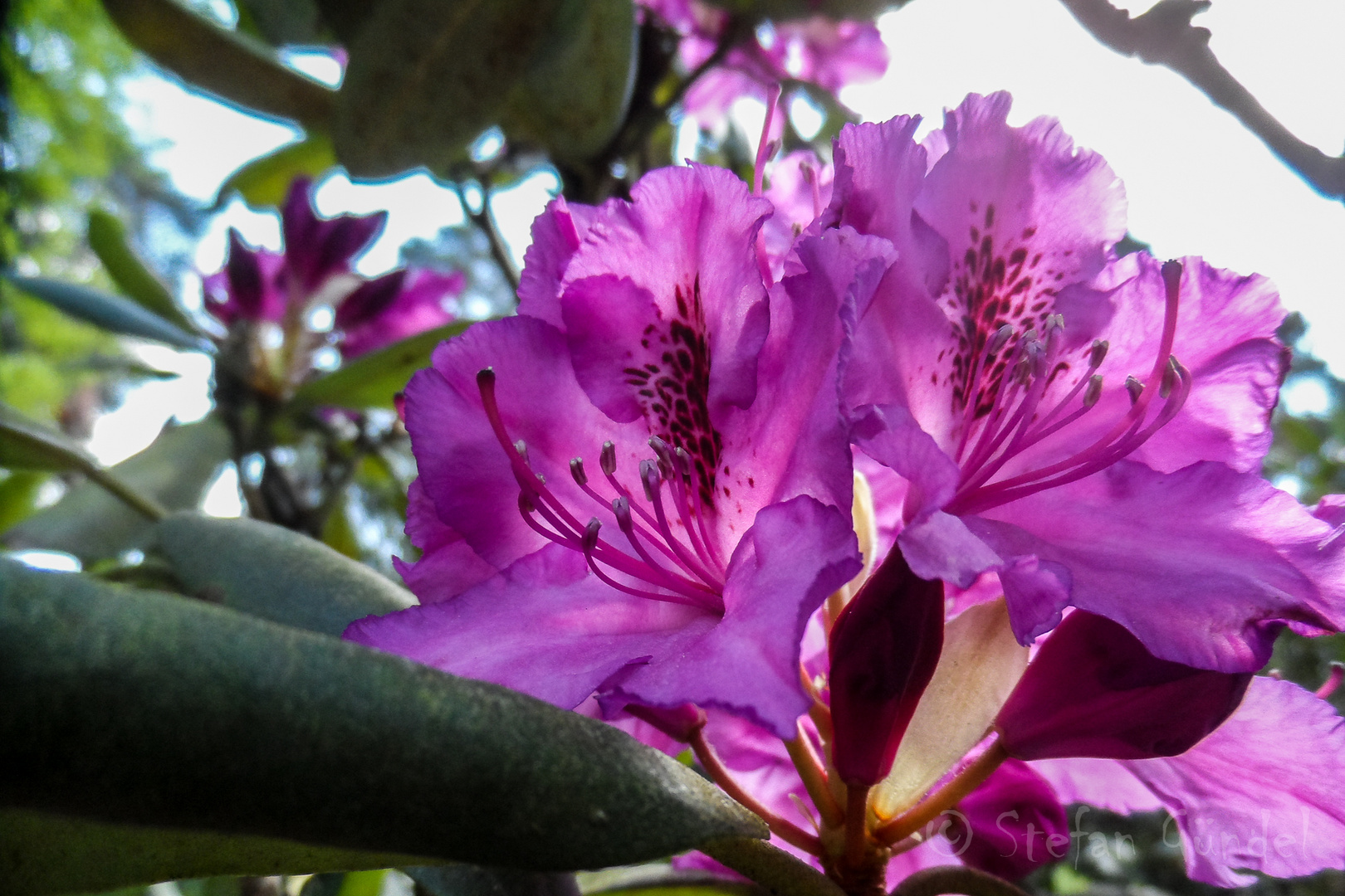 Eine Rhododendronblüte