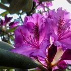 Eine Rhododendronblüte