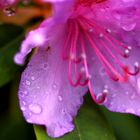 Eine Rhododendronblüte am Morgen