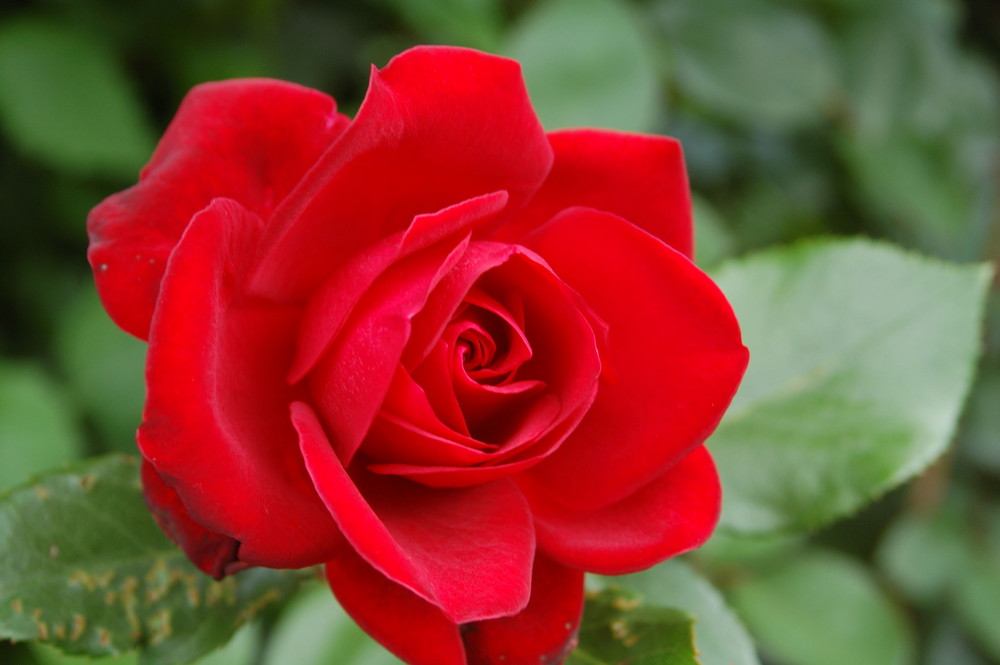 Eine richtig Kräftig rot blühende Rose