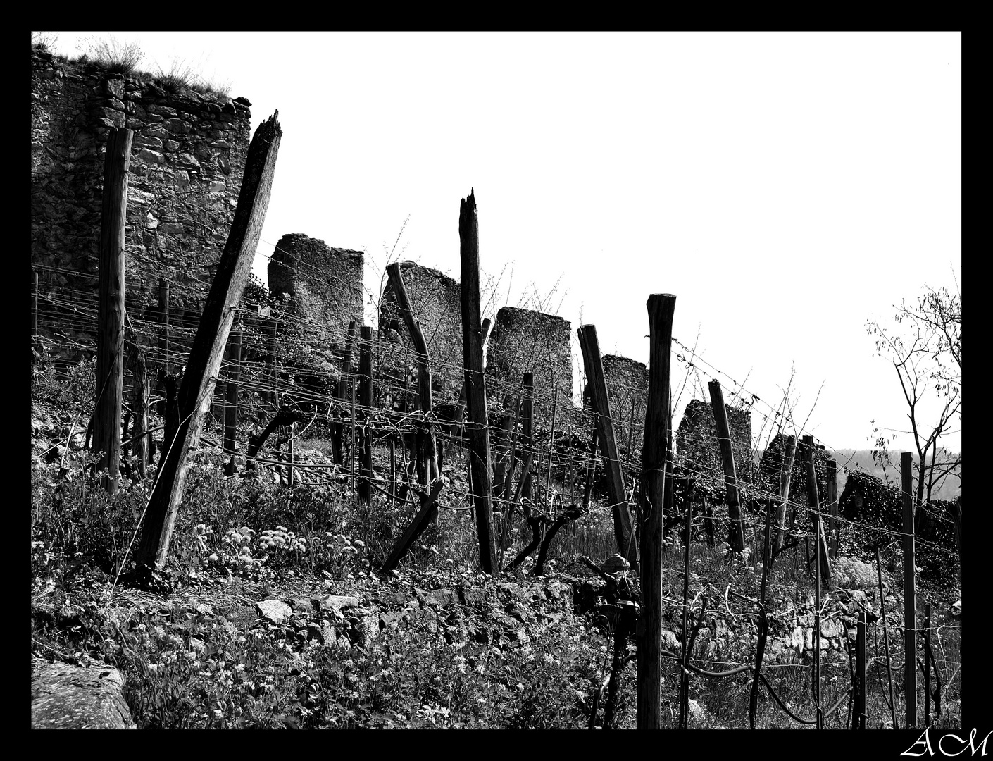 eine Riede am Fusse der Ruine Dürnstein in der Wunderschönen Wachau