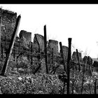 eine Riede am Fusse der Ruine Dürnstein in der Wunderschönen Wachau