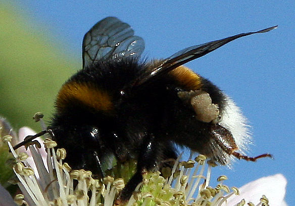 Eine riesen Hummel