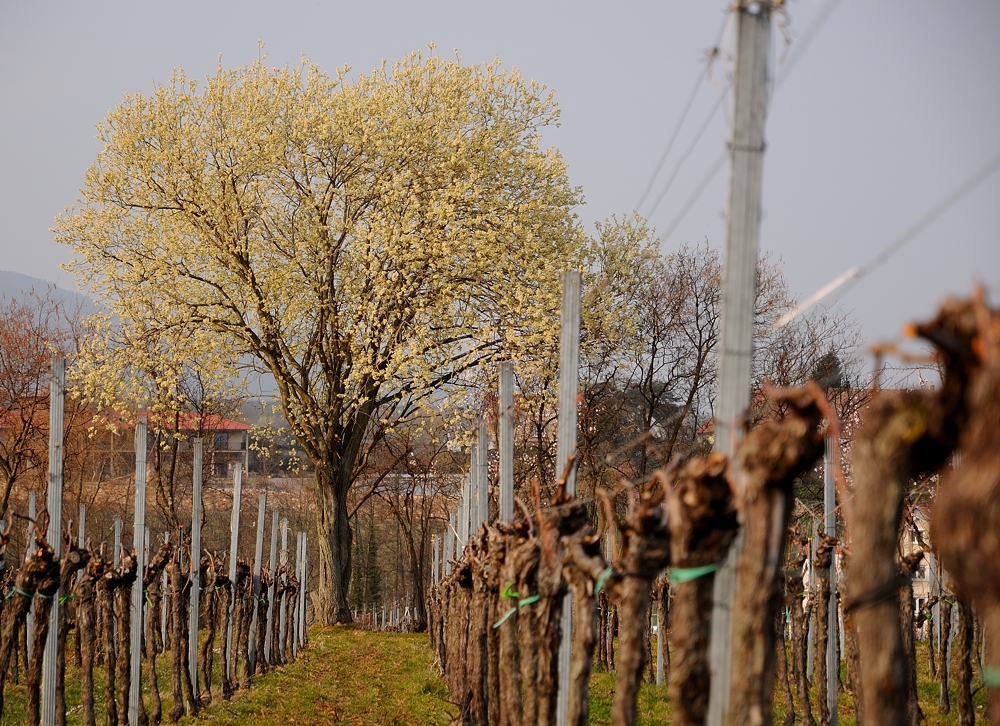 Eine riesen Weide steht in Edenkoben (Pfalz) in voller Blüte, sie werden bis zu 30 m hoch.