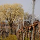 Eine riesen Weide steht in Edenkoben (Pfalz) in voller Blüte, sie werden bis zu 30 m hoch.