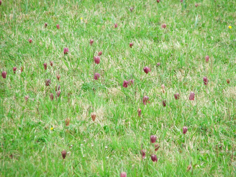 Eine Riesen Wiese mit Hunderten Schachblumen