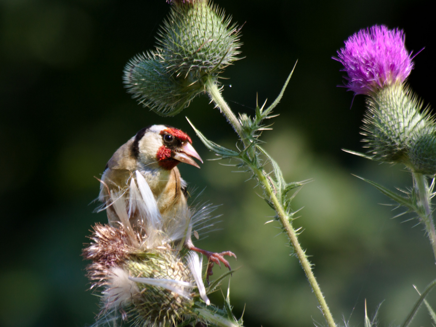 eine Riesenarbeit die vielen Samen rauspicken