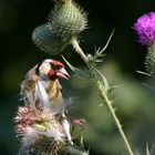 eine Riesenarbeit die vielen Samen rauspicken