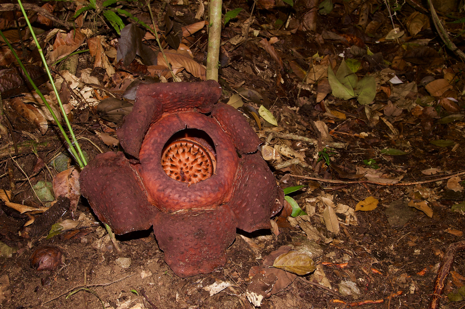 Eine Riesenblüte aus dem Tropischen Regenwald von Borneo