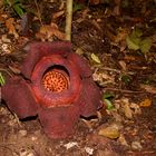 Eine Riesenblüte aus dem Tropischen Regenwald von Borneo