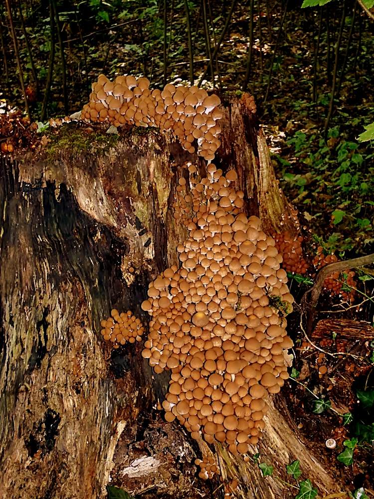 Eine riesengroße Pilzfamilie