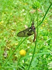 Eine riesige Eintagsfliege an "meinem" Libellenteich in Hilden, 17.5.2011