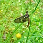 Eine riesige Eintagsfliege an "meinem" Libellenteich in Hilden, 17.5.2011