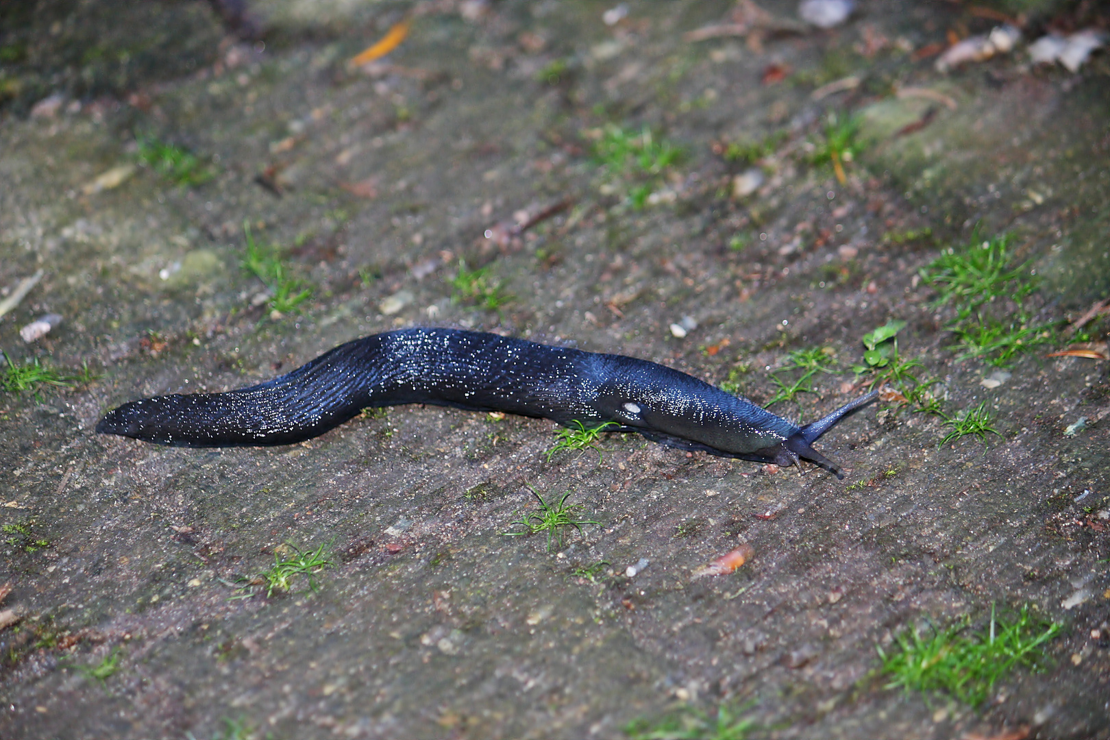 Eine riesige Schnecke