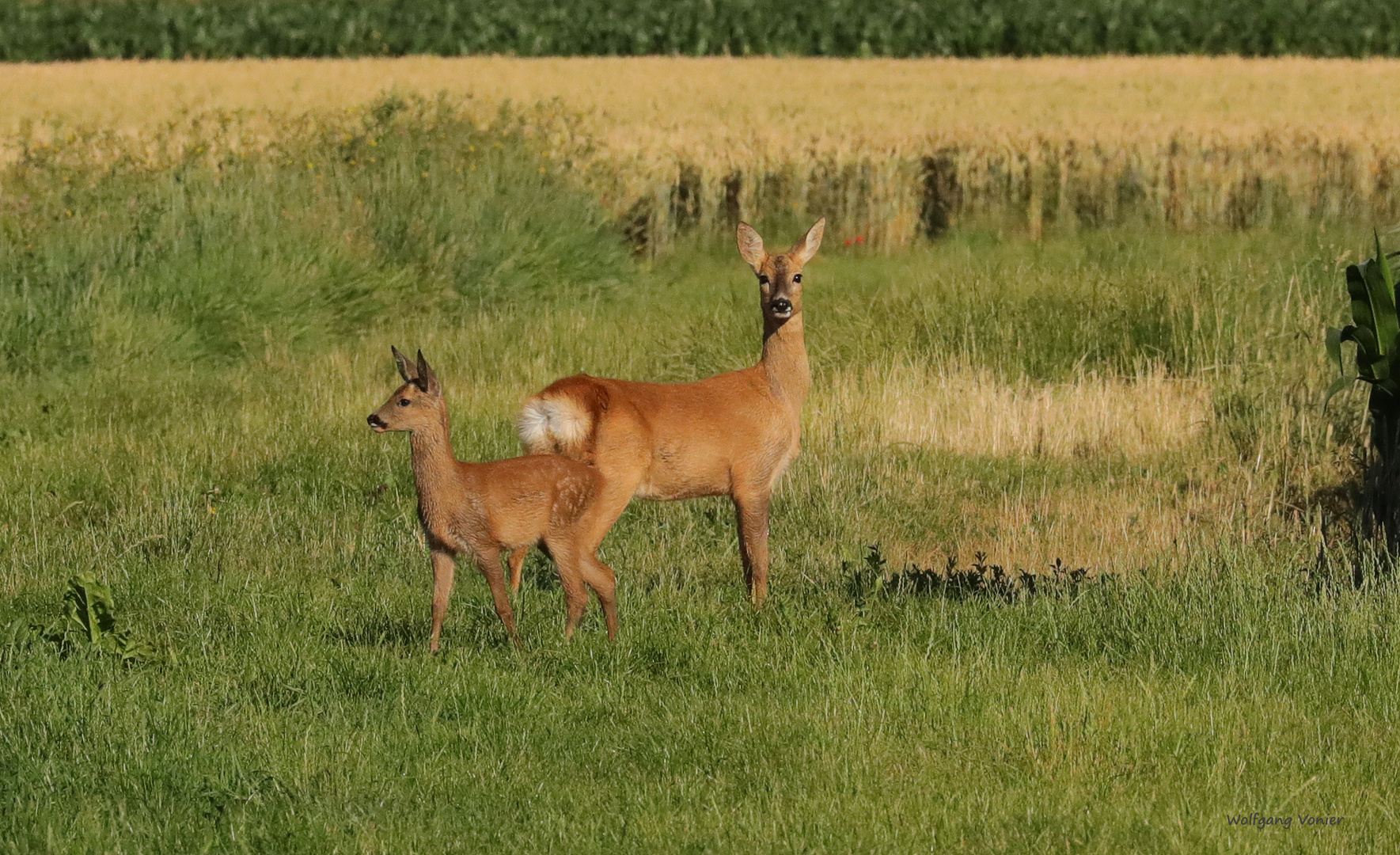 Eine Rike mit Kitz