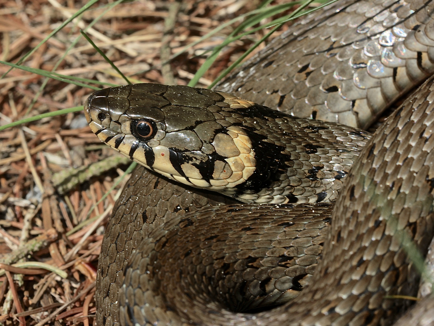 Eine Ringelnatter (Natrix natrix)