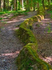 eine Rinne im Wald