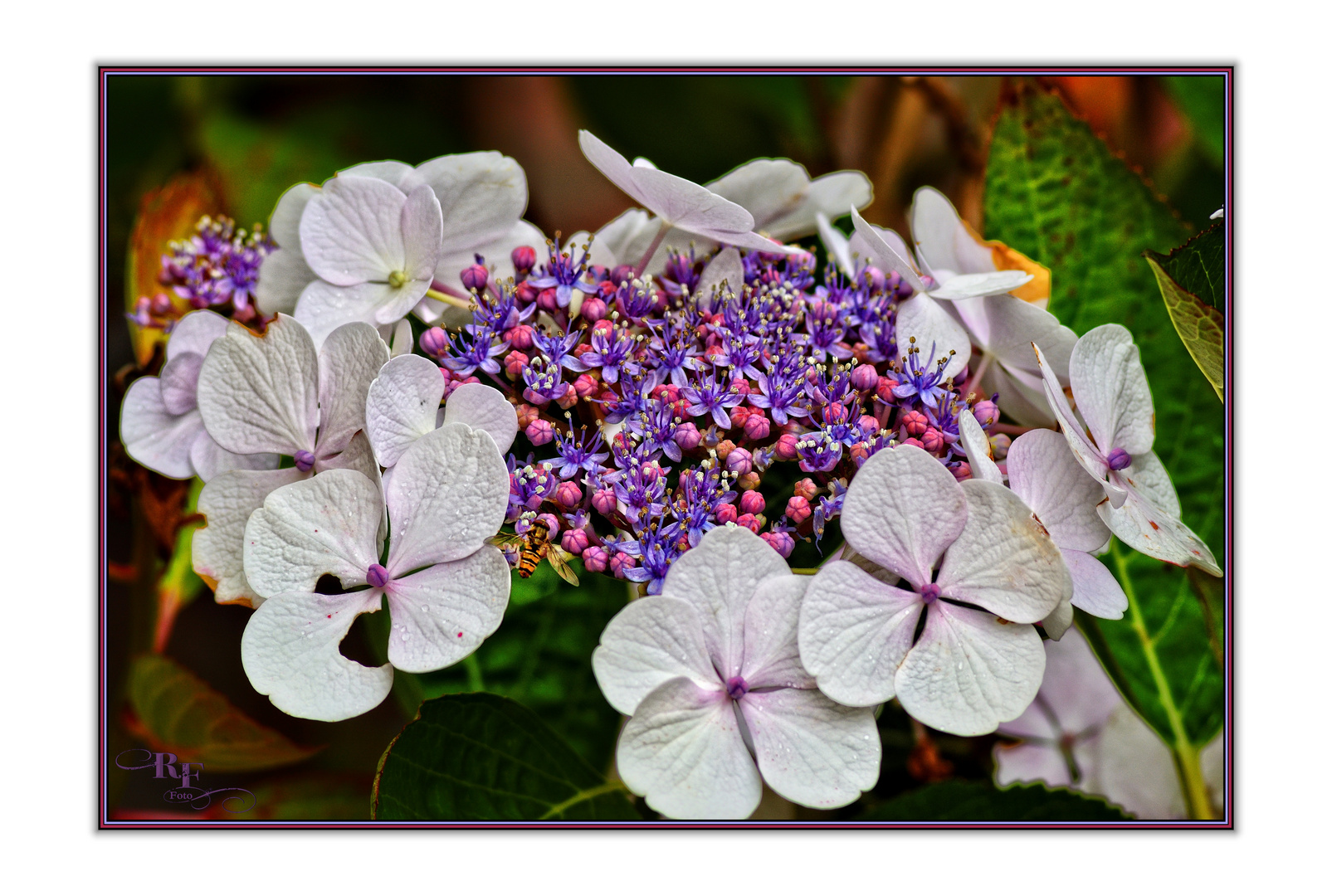 Eine Rispen-Hortensie