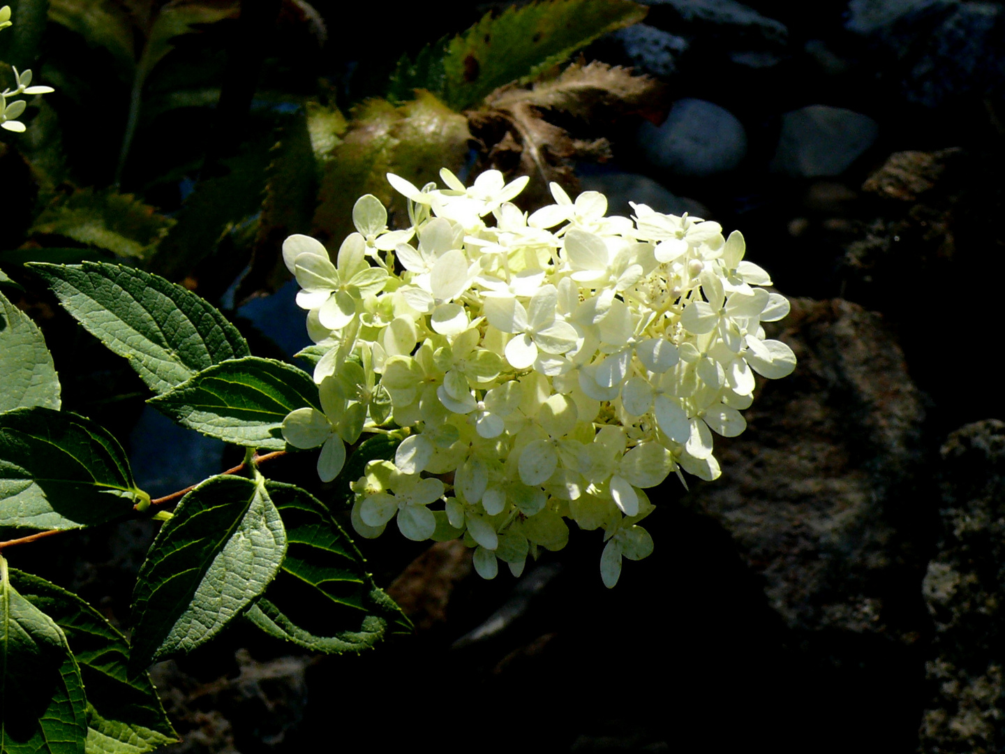 Eine Rispenhortensie