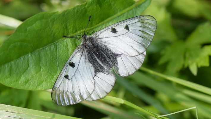 Eine ritterliche Seltenheit....