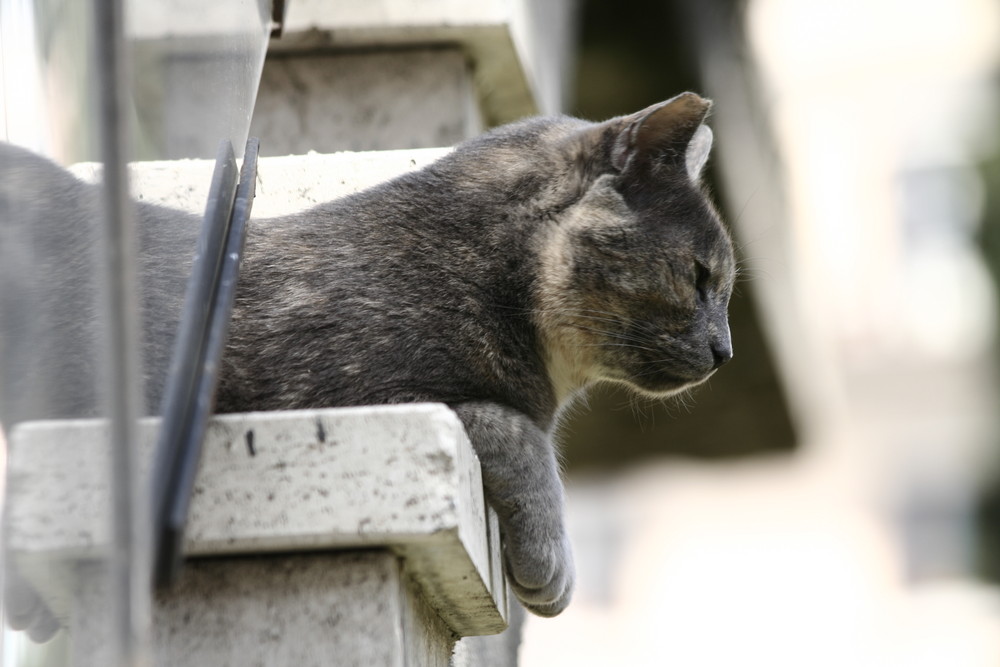 eine römische Katze