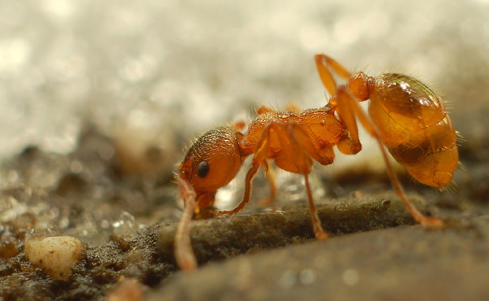 eine röntgenaufnahme - oder: das innenleben einer 3 bis 4 mm lange knotenameise