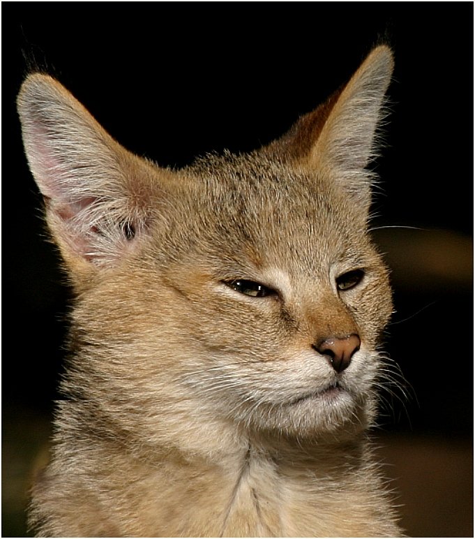 Eine Rohrkatze