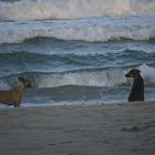 Eine Romanze am Strand