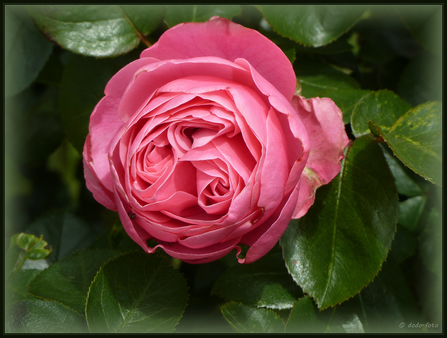 eine rosa Rose