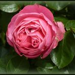 eine rosa Rose