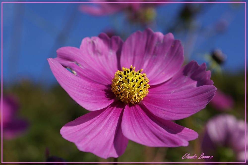 Eine rosa Schönheit trotzt dem Herbst